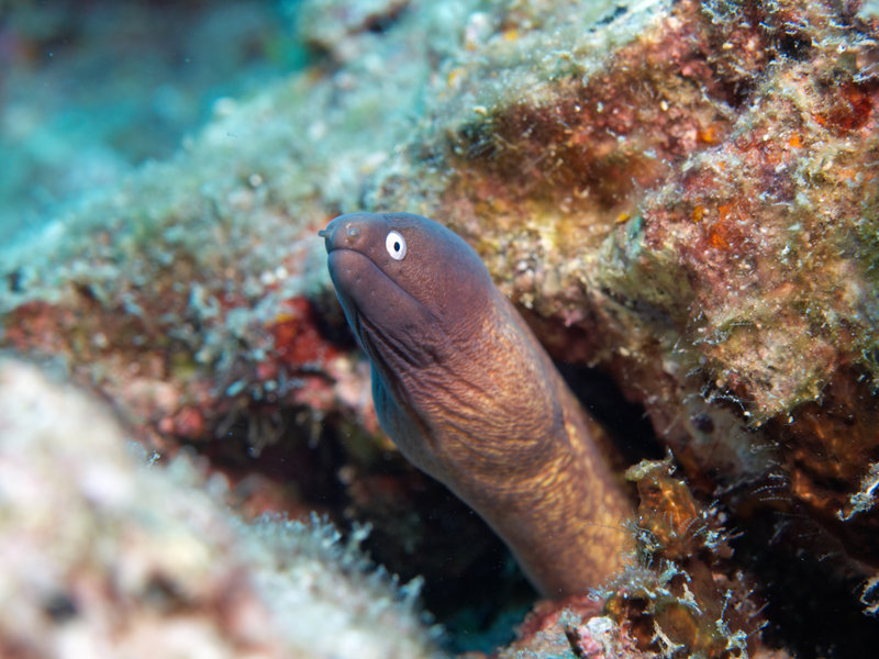 White Eyed Moray Eel